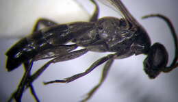 صورة Microphadnus pumilus (Costa 1882)