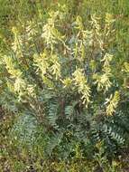 Imagem de Astragalus oxyphysus A. Gray