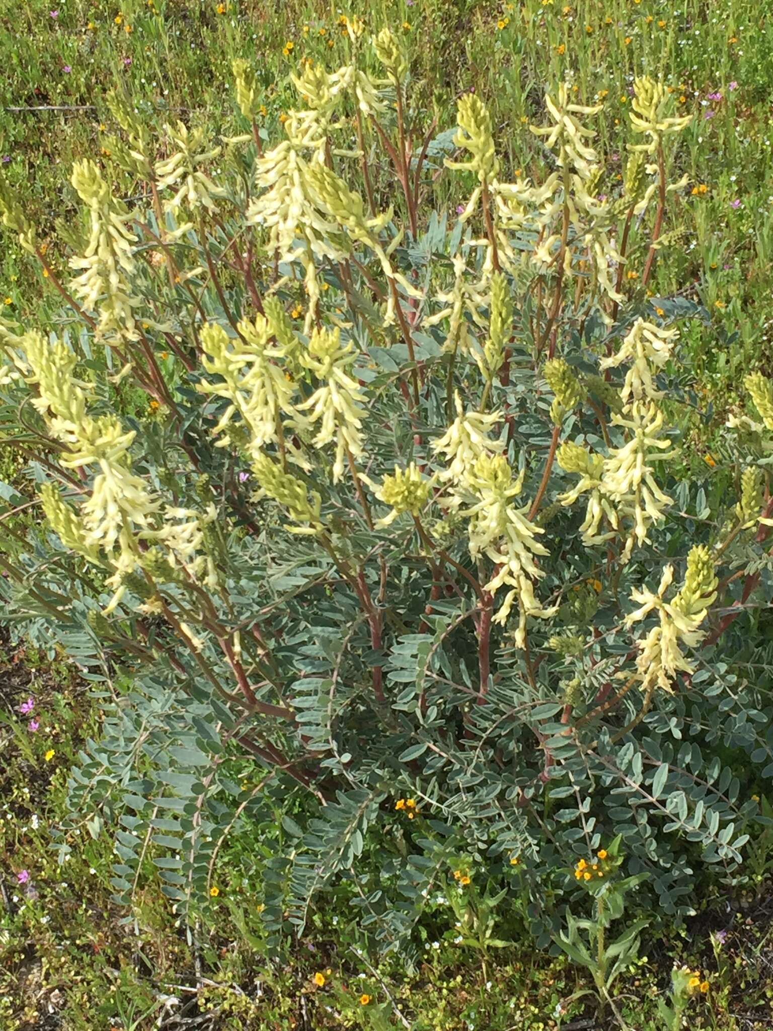 Sivun Astragalus oxyphysus A. Gray kuva