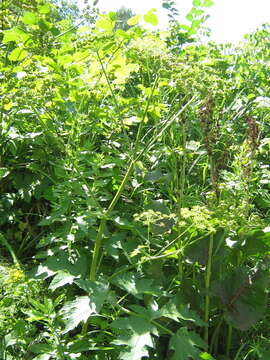 Heracleum sphondylium subsp. sibiricum (L.) Simonk. resmi