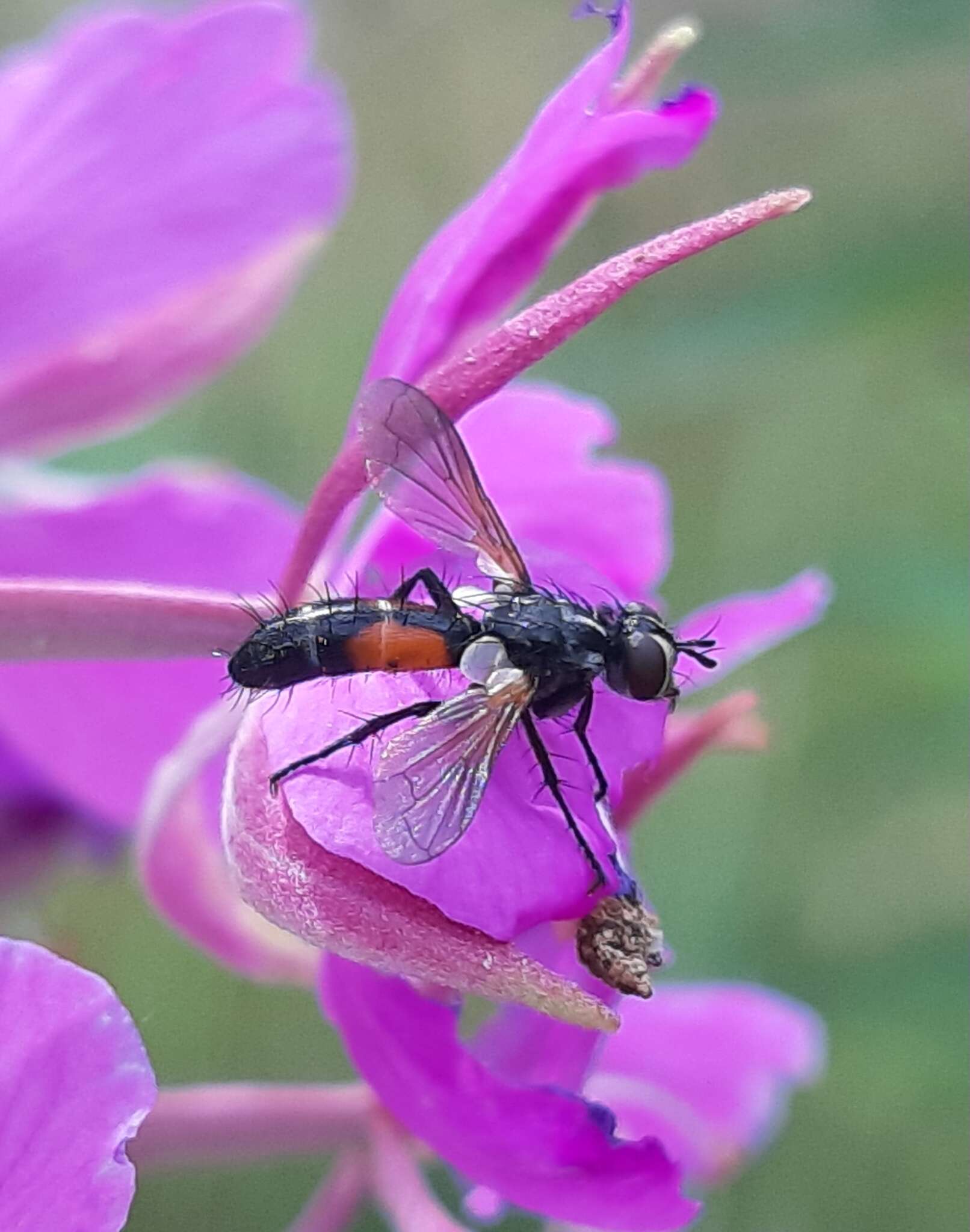 Image of Cylindromyia interrupta (Meigen 1824)