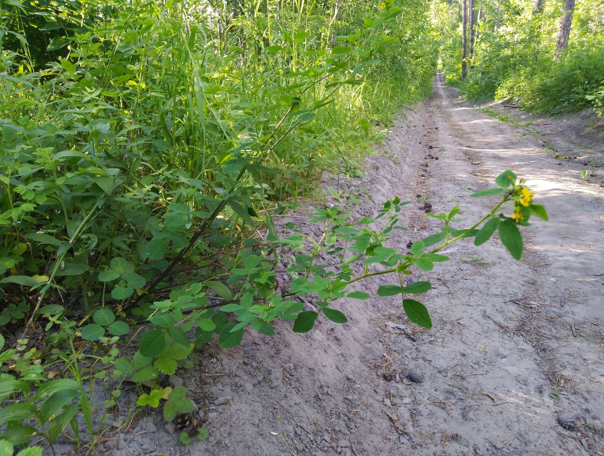 Plancia ëd Medicago platycarpa (L.) Trautv.