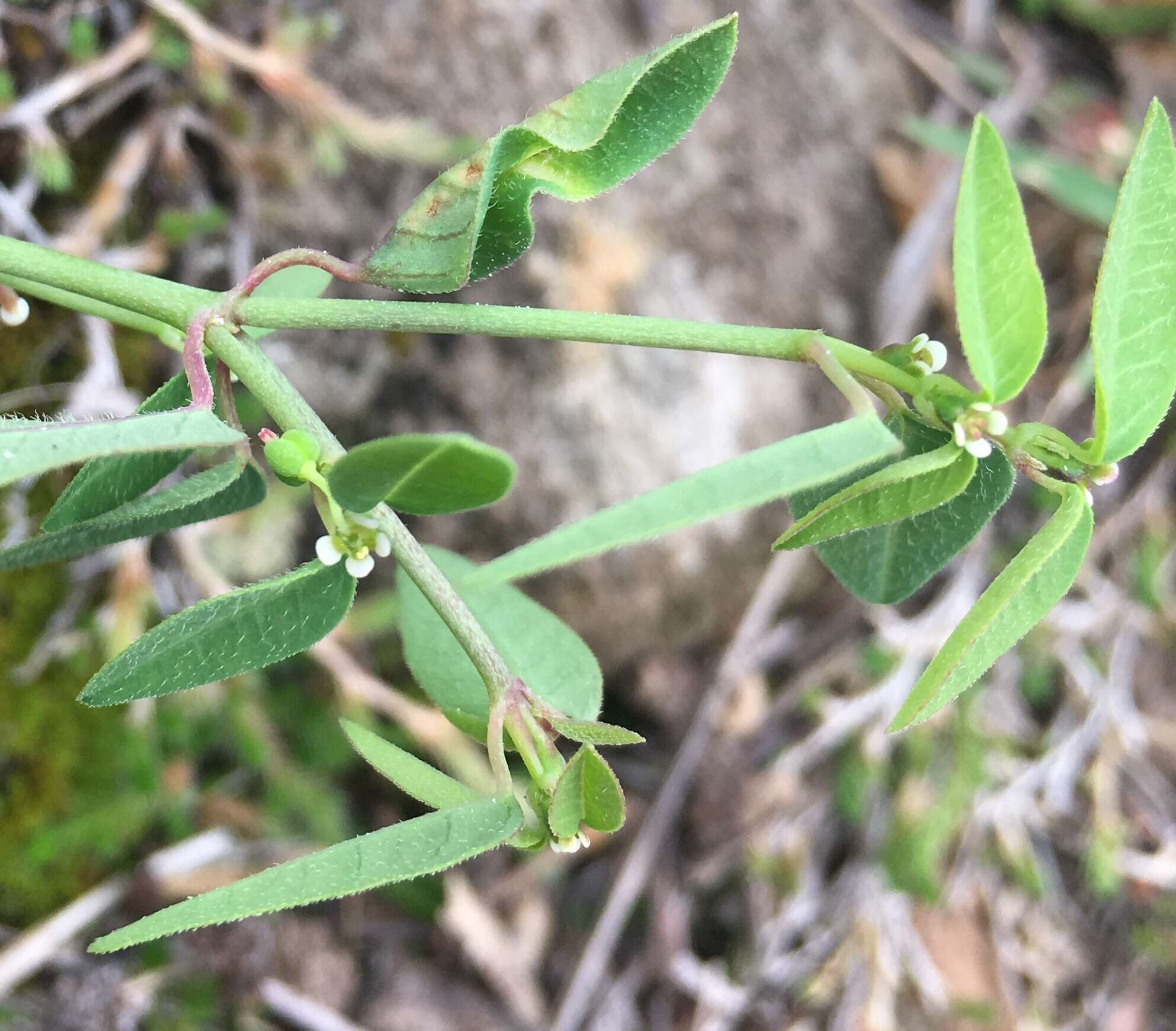 Image of Huachuca Mountain spurge