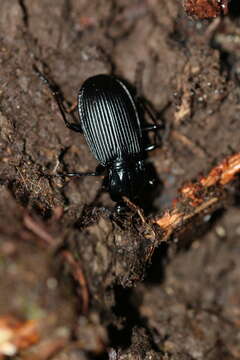 Image of Pterostichus (Platysma) niger (Schaller 1783)