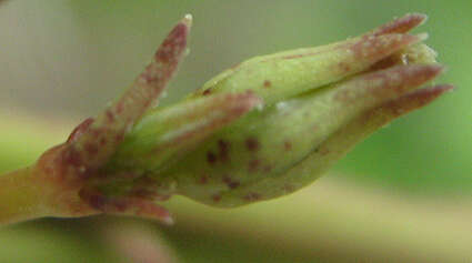 Image of Ceropegia lugardiae N. E. Br.