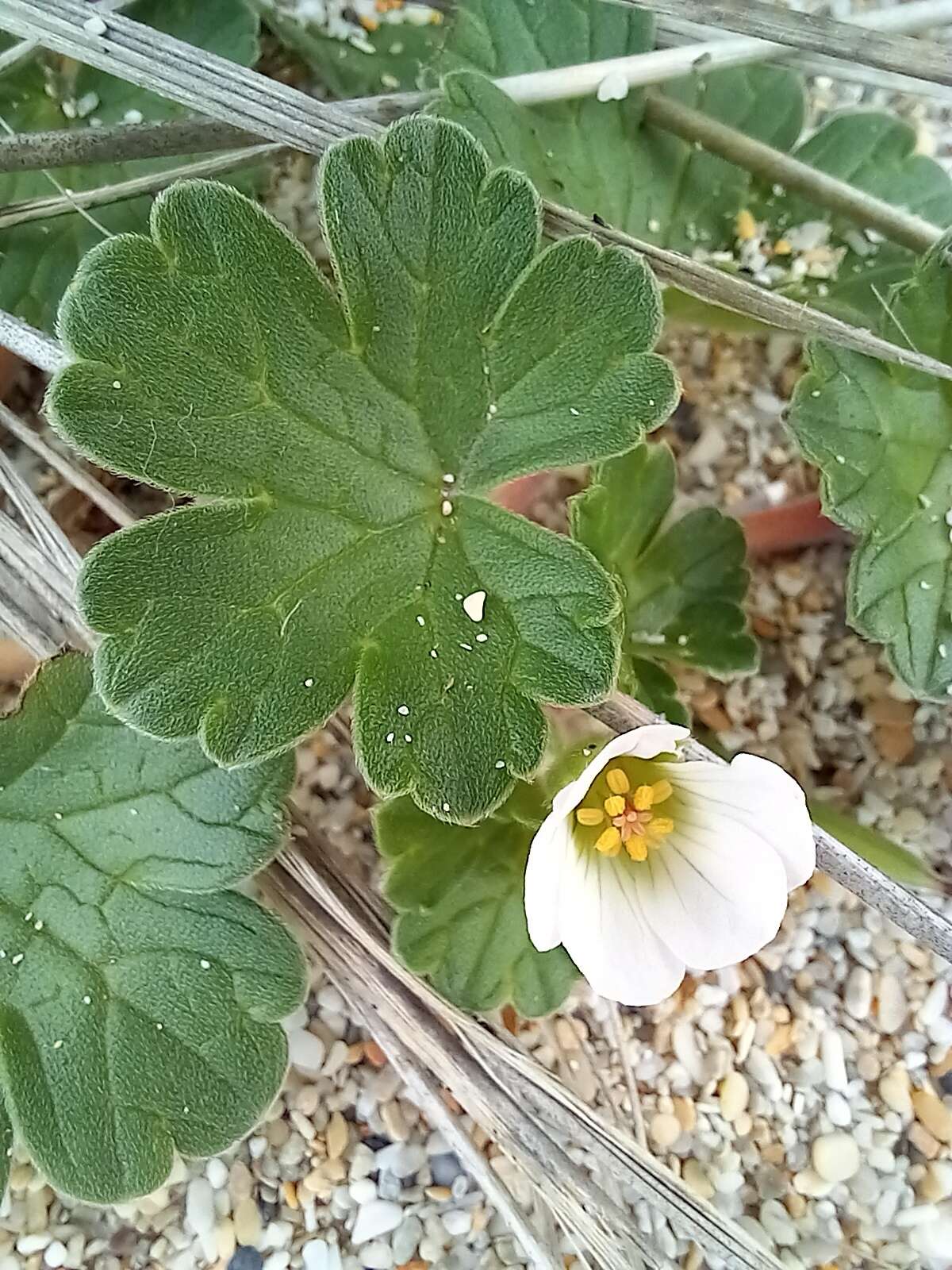 Sivun Geranium traversii Hook. fil. kuva