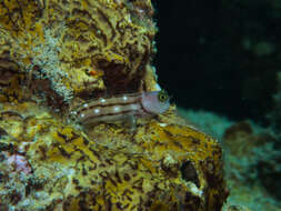 Image of Three-lined Blenny