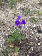 Image of wild canterbury bells