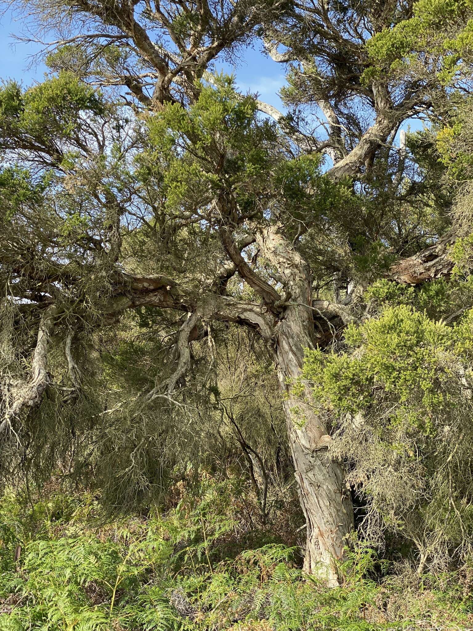 Imagem de Melaleuca preissiana Schau.