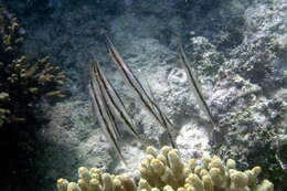 Image of Hinged shrimpfish