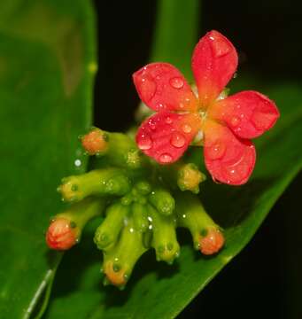 Image of Psiguria triphylla (Miq.) C. Jeffrey