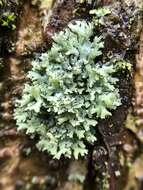 Image of rosette lichen