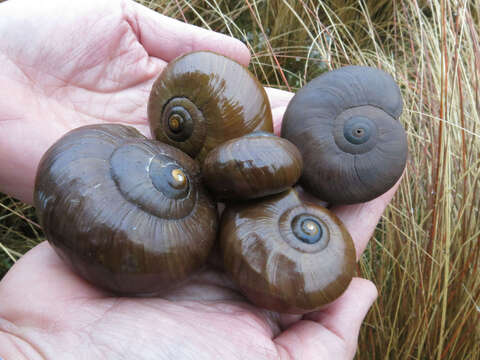 Image of Powelliphanta superba (Powell 1930)