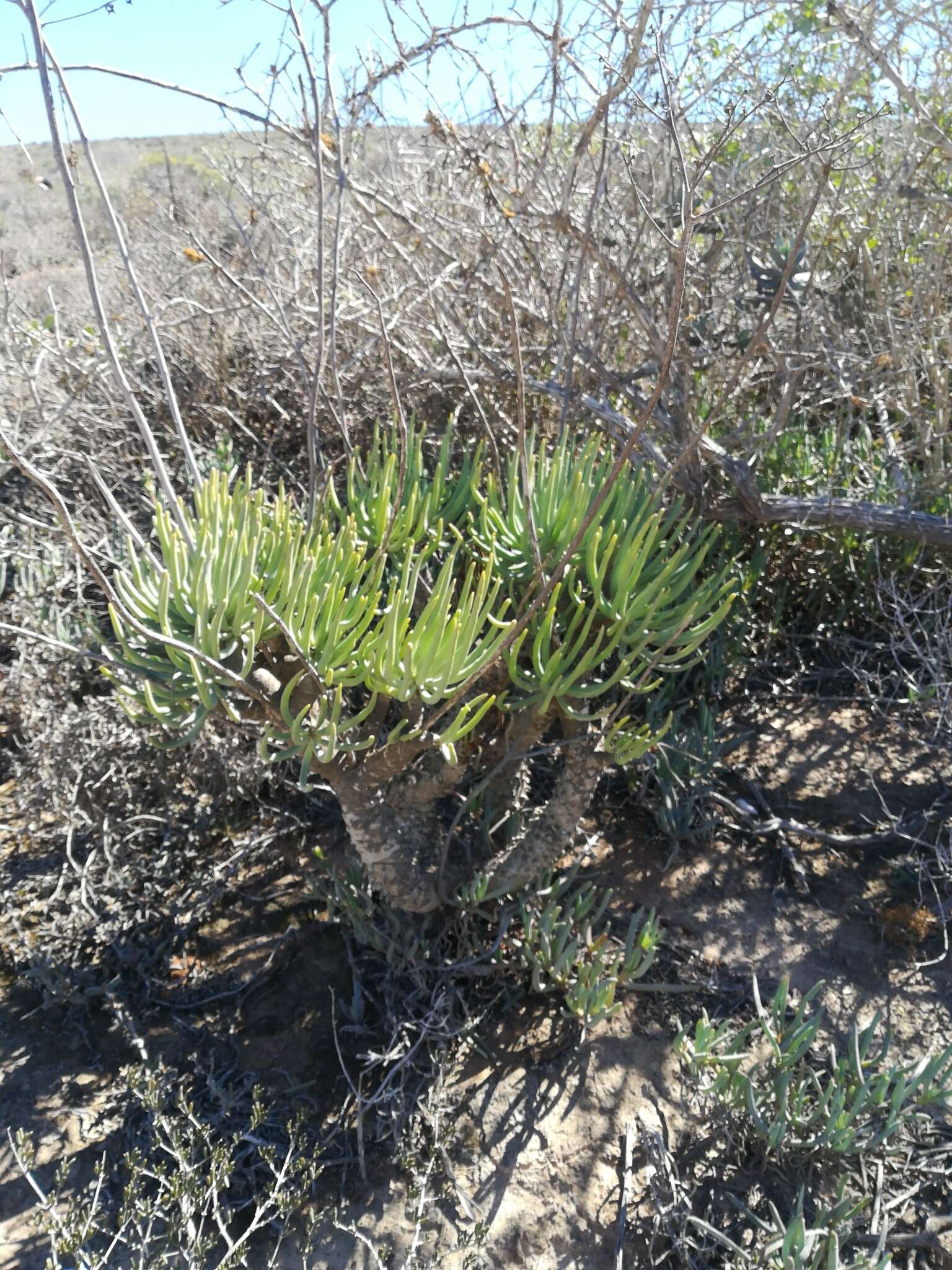 Image of Tylecodon wallichii subsp. ecklonianus (Harv.) H. Tölken