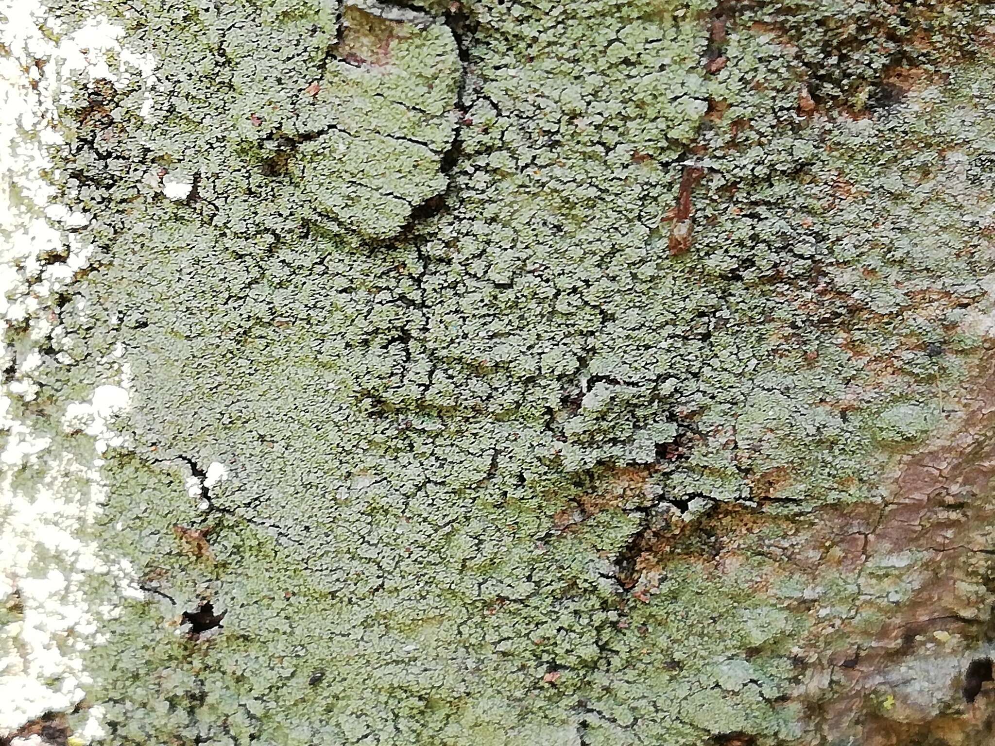 Image of smallleaf phyllopsora lichen
