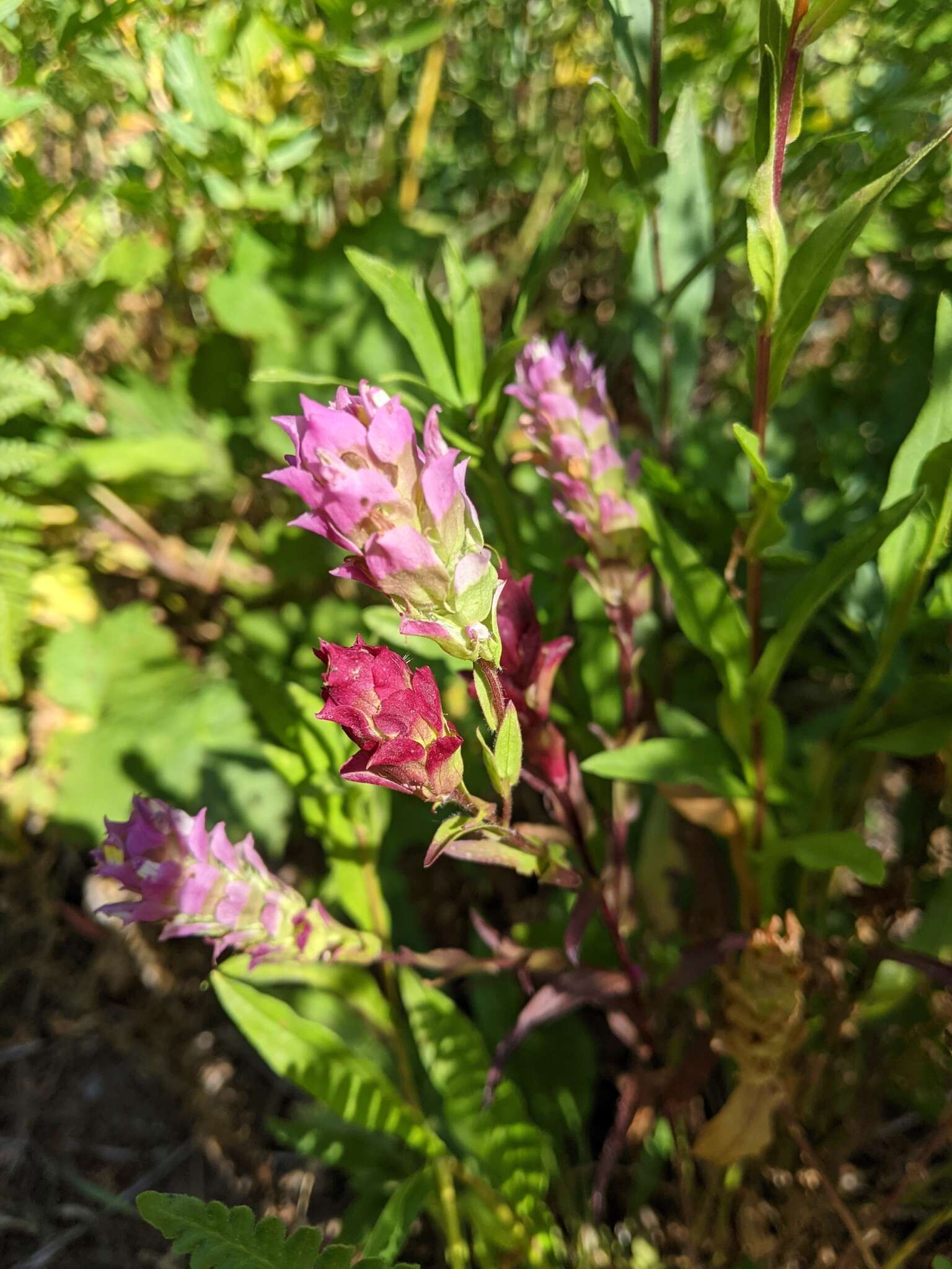 Image of mountain owl's-clover