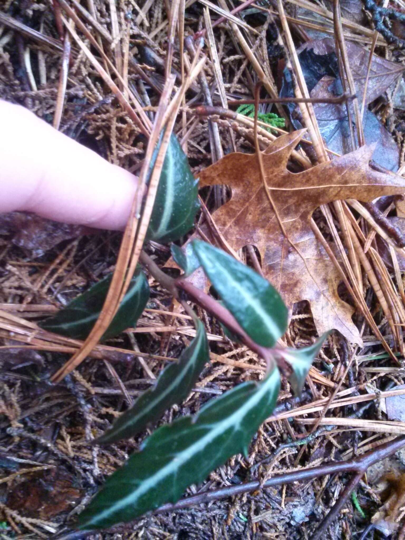 Image of striped prince's pine