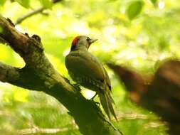 Image of Japanese Green Woodpecker