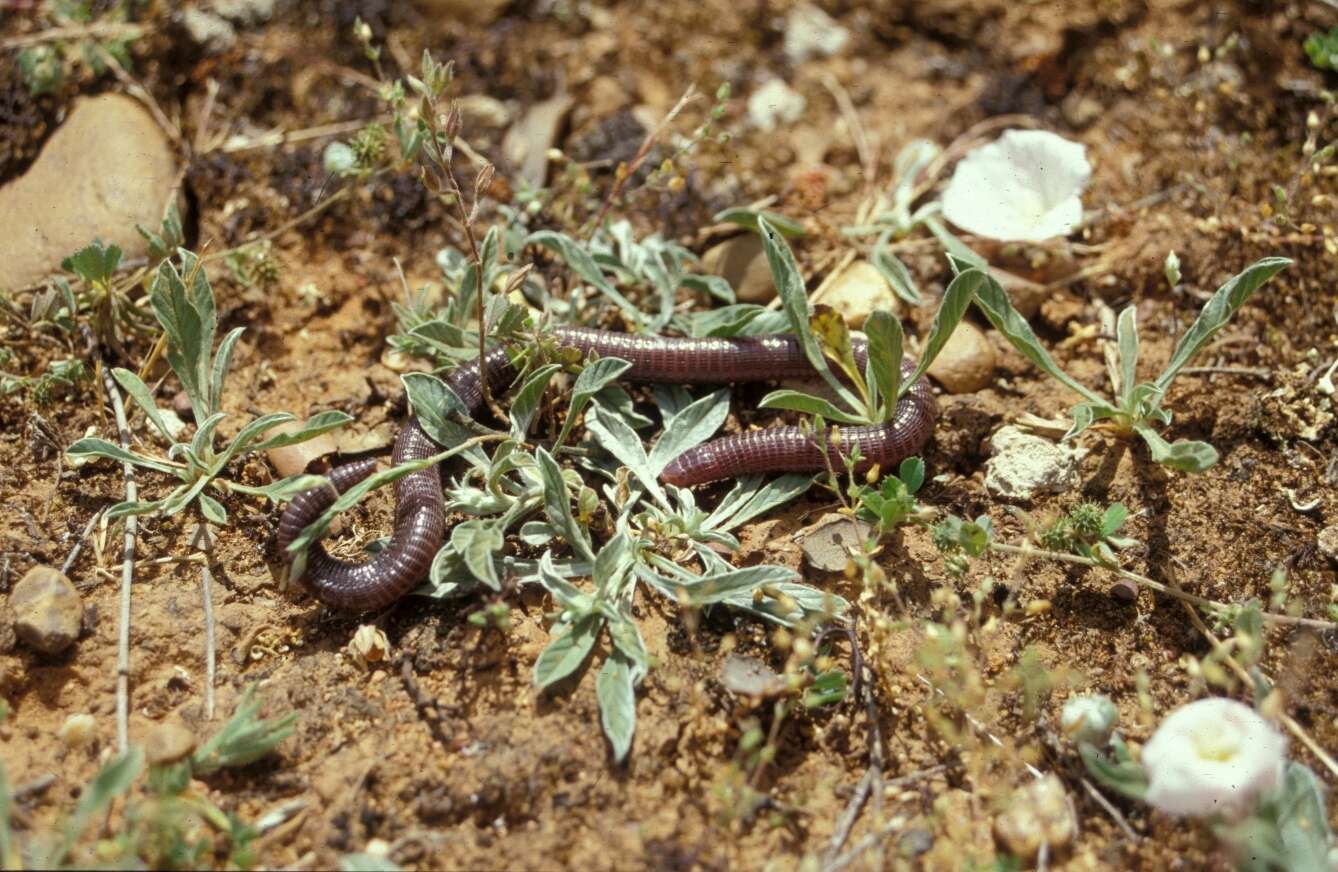 Image of Blanus vandellii Ceríaco & Bauer 2018