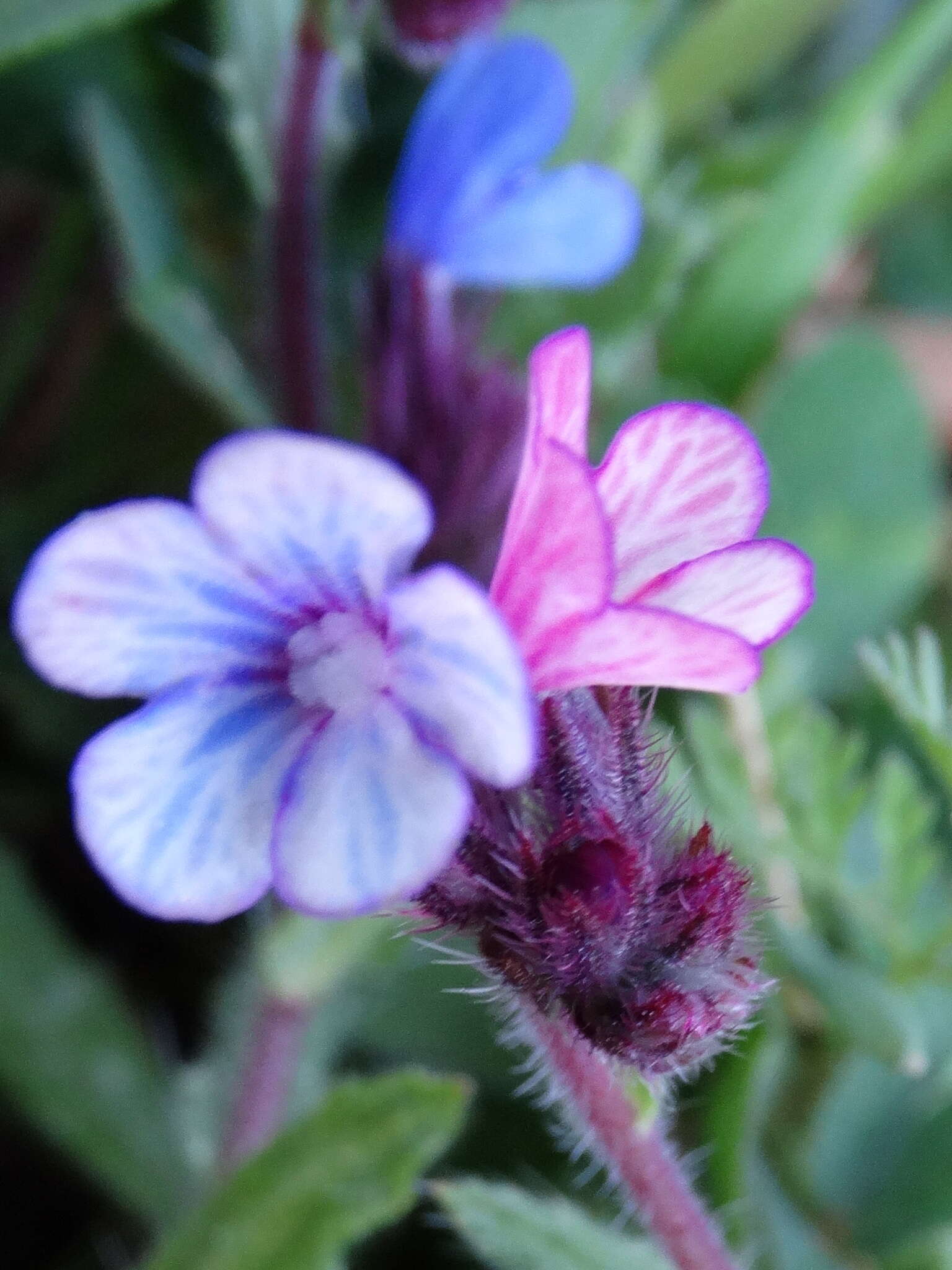 Слика од Anchusella cretica (Mill.) M. Bigazzi, E. Nardi & F. Selvi