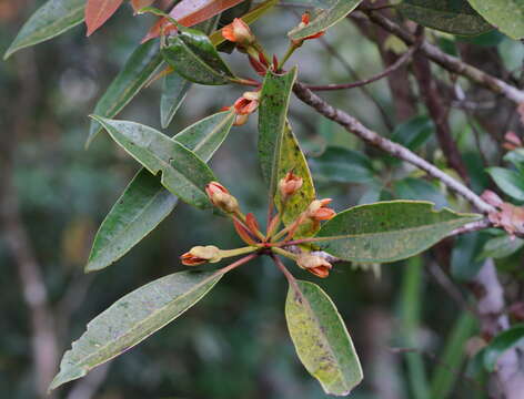 Image of Anneslea fragrans var. lanceolata Hayata