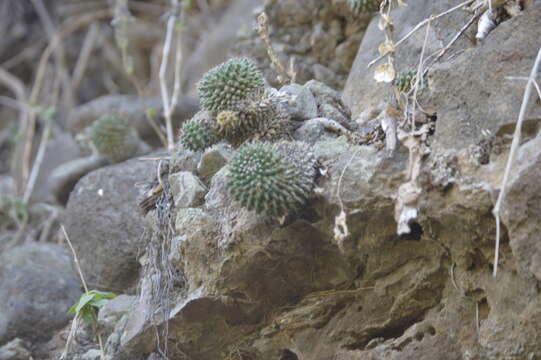 Image of Mammillaria sartorii J. A. Purpus