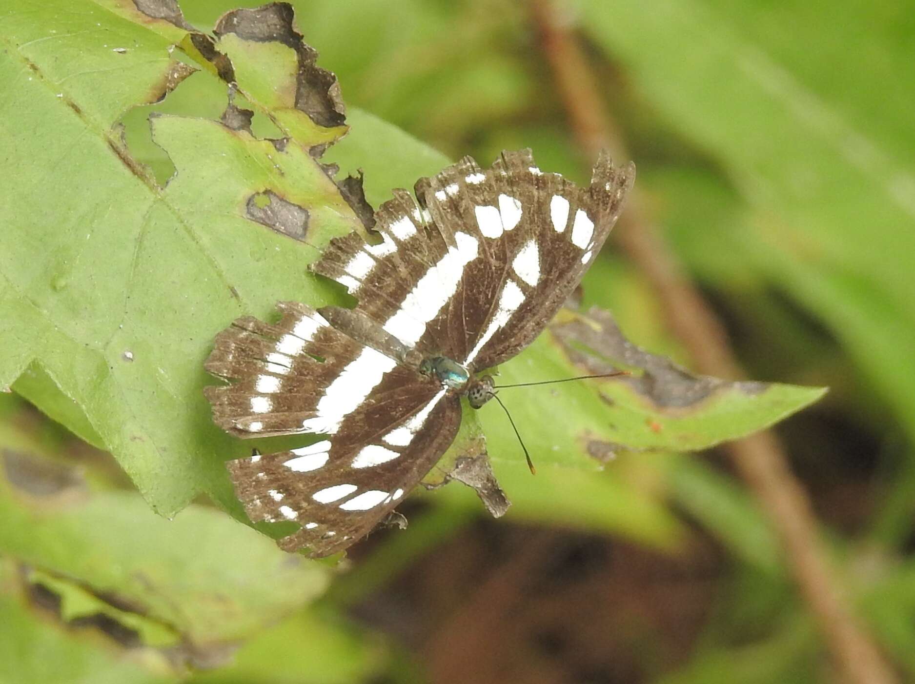 Imagem de Neptis mindorana ilocana Felder 1863