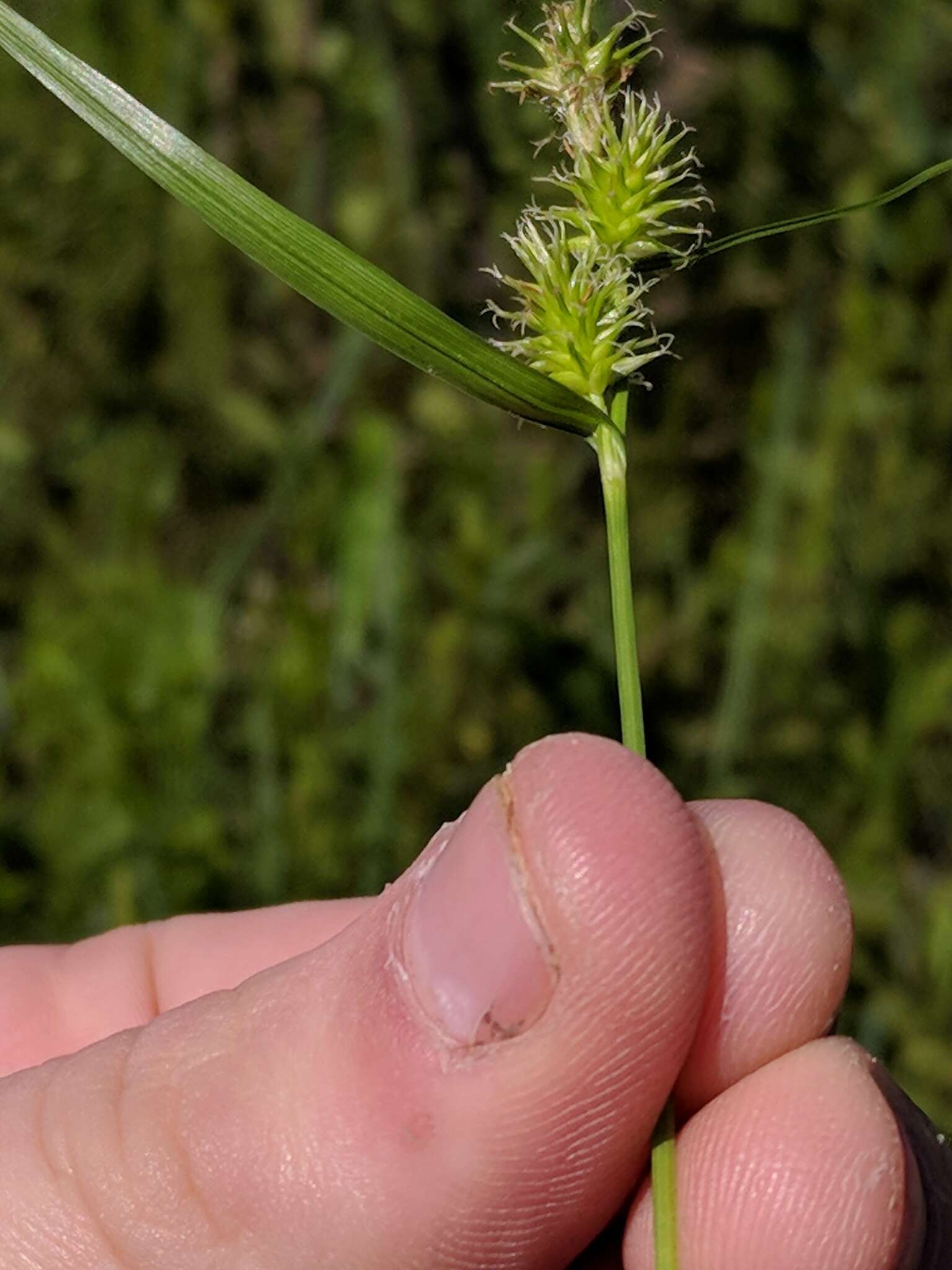 Image of greenstar sedge