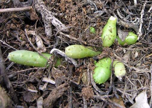 Image of Ceropegia parvianthera Bruyns