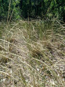 Image of Elymus reflexiaristatus (Nevski) Melderis