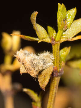 Image of Asphondylia villosa Gagne 1990