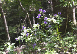 Image of Aconitum japonicum subsp. japonicum