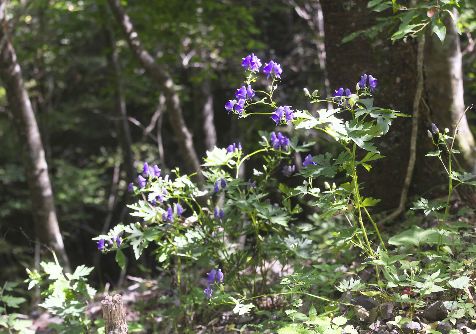 Image of Aconitum japonicum subsp. japonicum