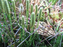 Image of savinleaf groundpine