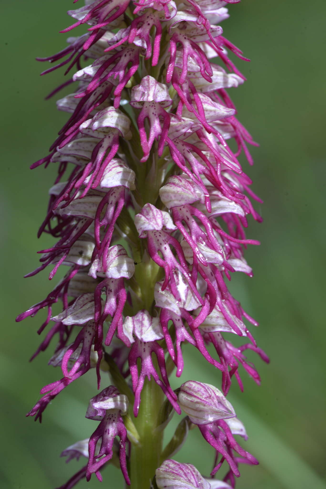 Image of Orchis bergonii Nanteuil