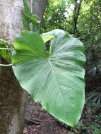 Philodendron jacquinii Schott的圖片