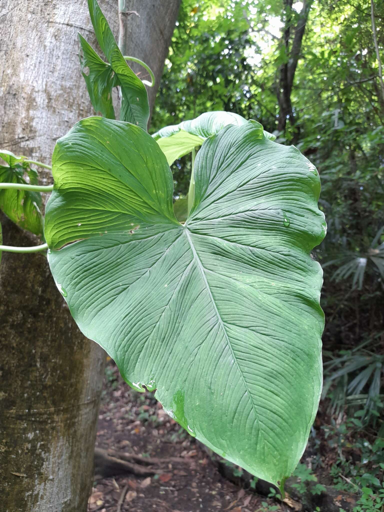 Philodendron jacquinii Schott的圖片