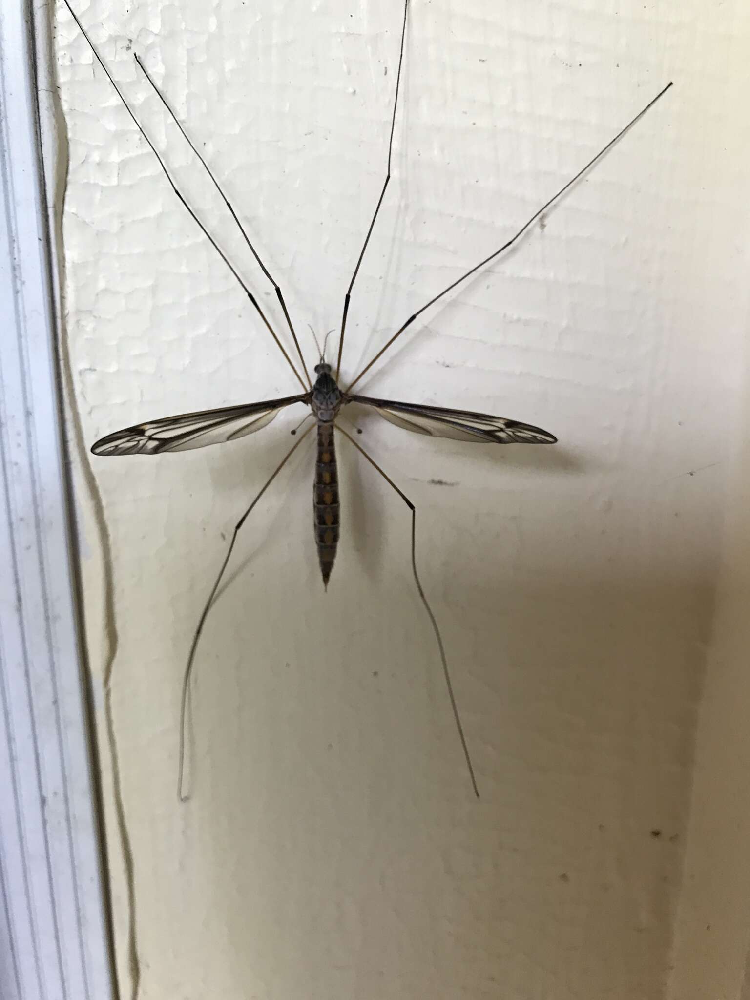 Image of Tipula (Yamatotipula) caloptera Loew 1863