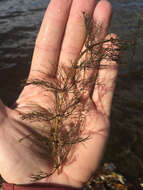 Image of Beck's water-marigold