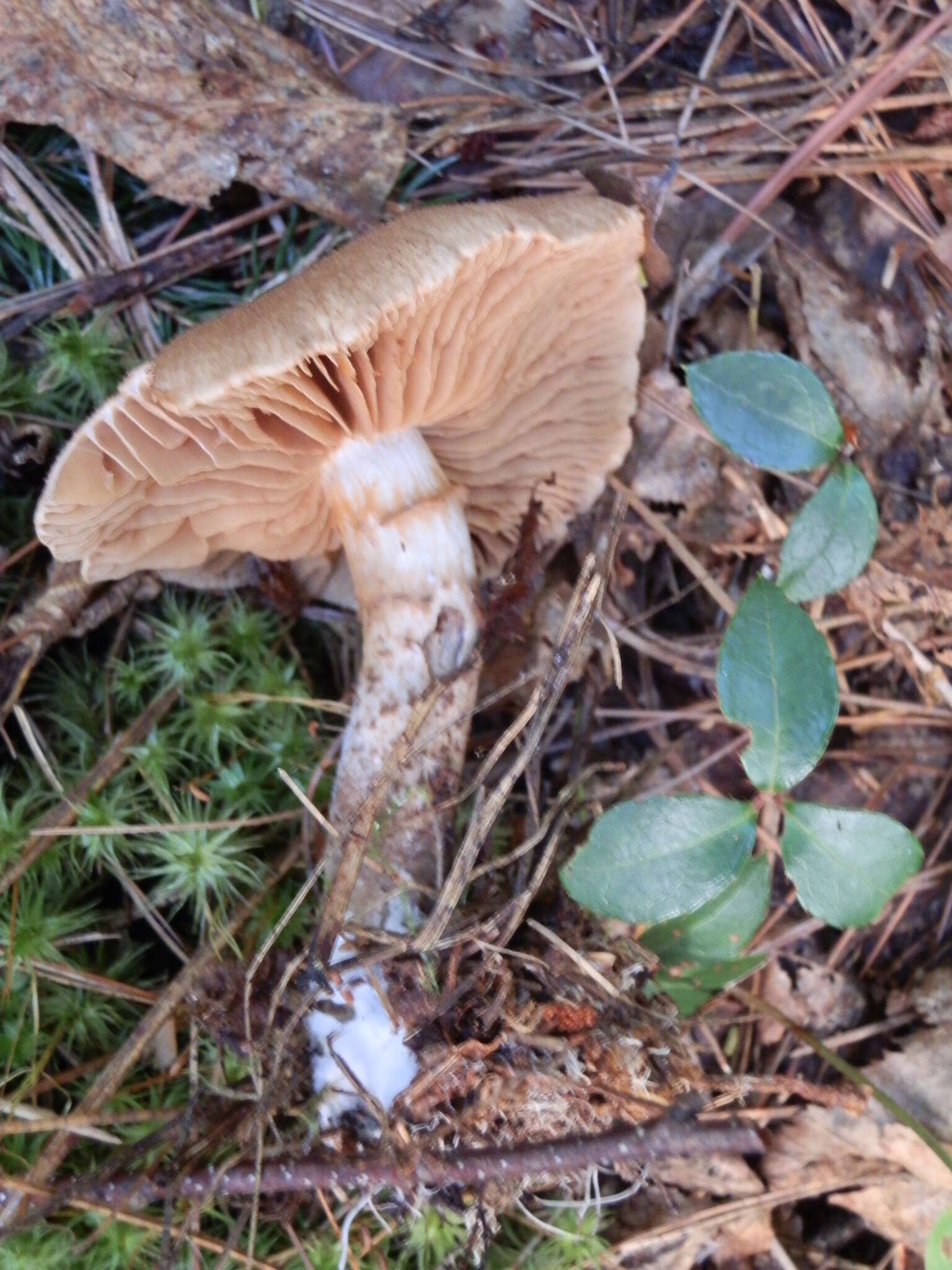 Image of Cortinarius pholideus (Lilj.) Fr. 1838