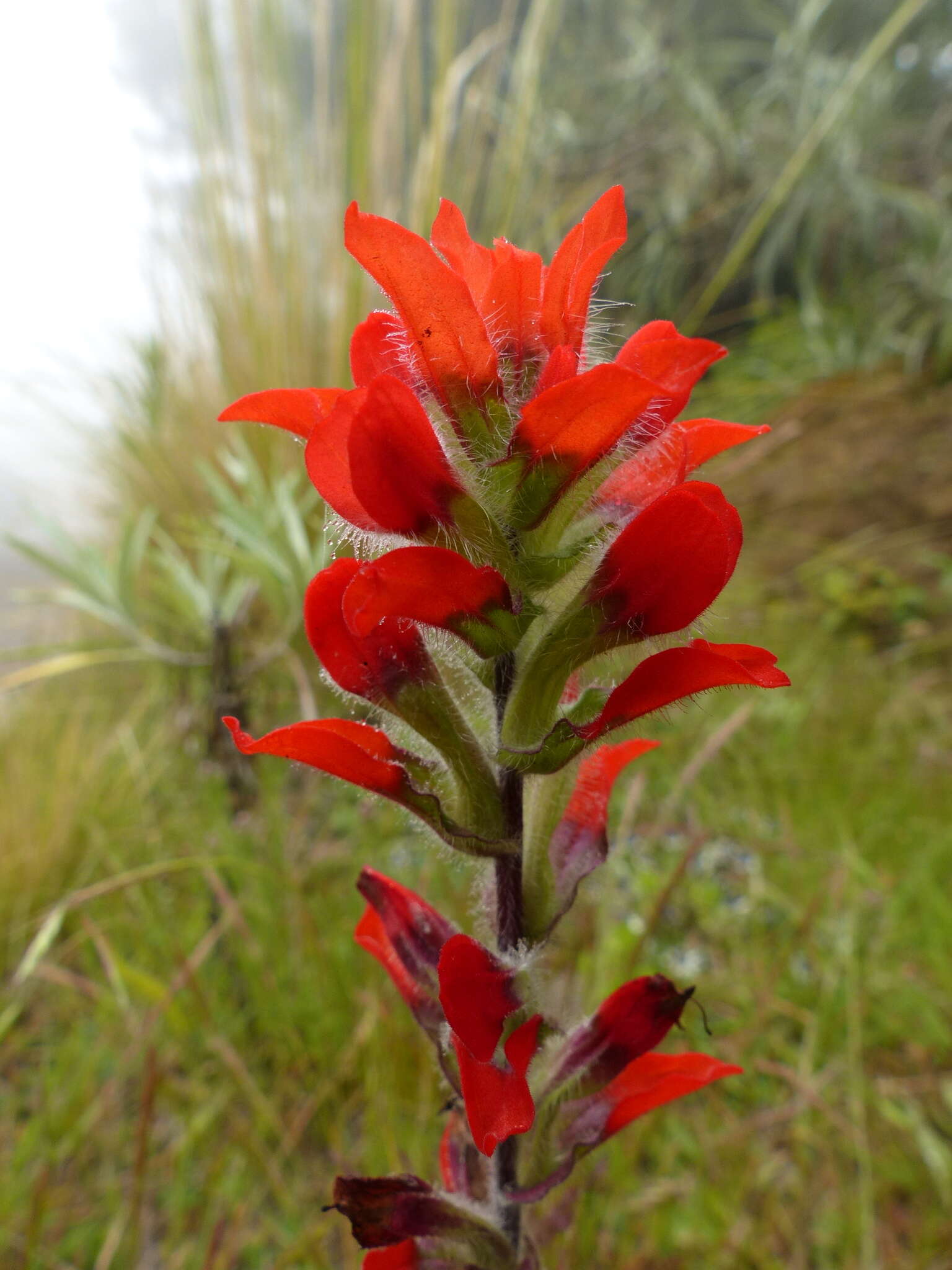 Слика од Castilleja hirsuta M. Mart. & Gal.