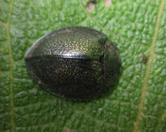 صورة Cyrtonota paupertina (Boheman 1862)