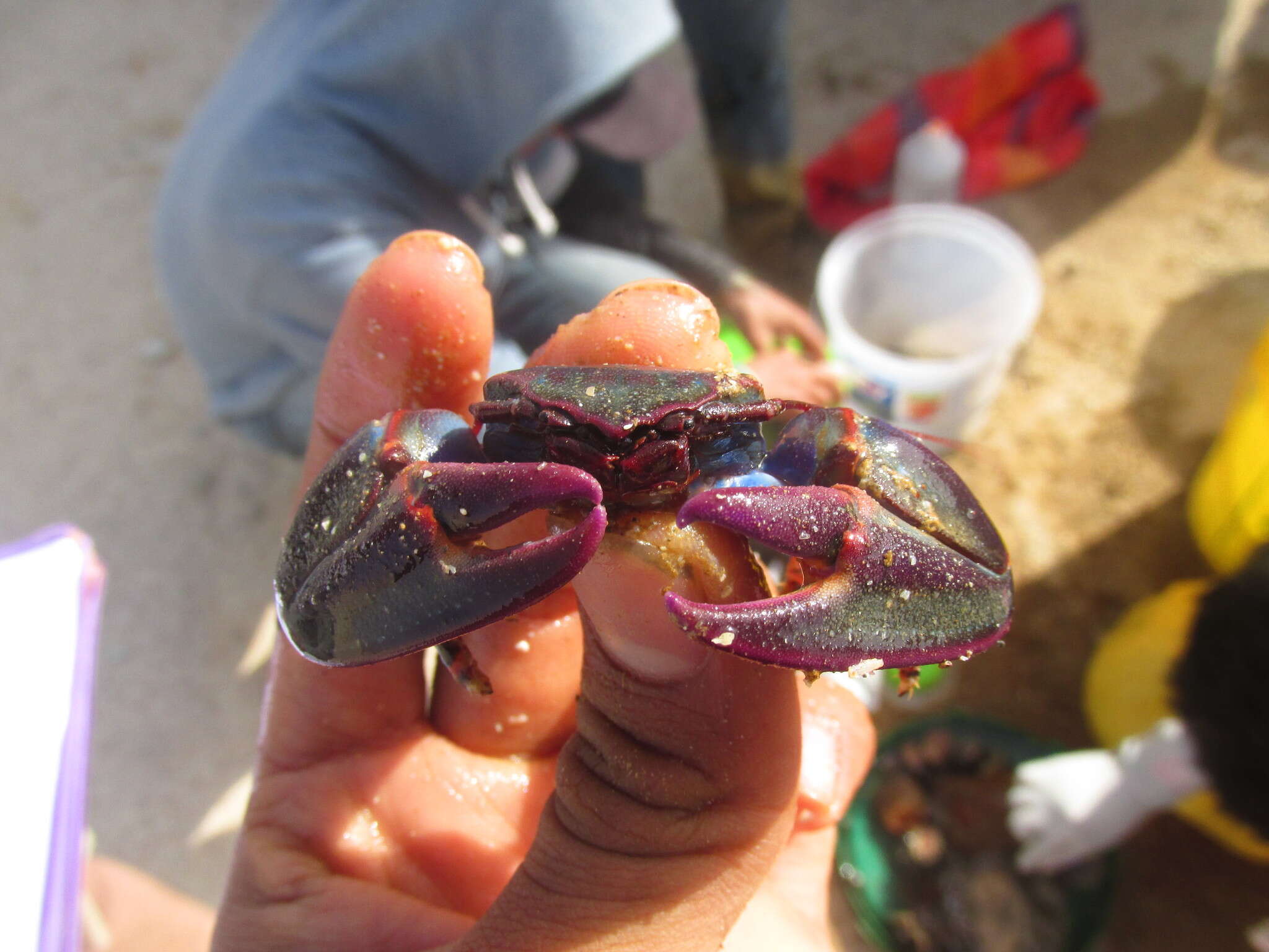 Image of Petrolisthes violaceus (Guérin 1829)