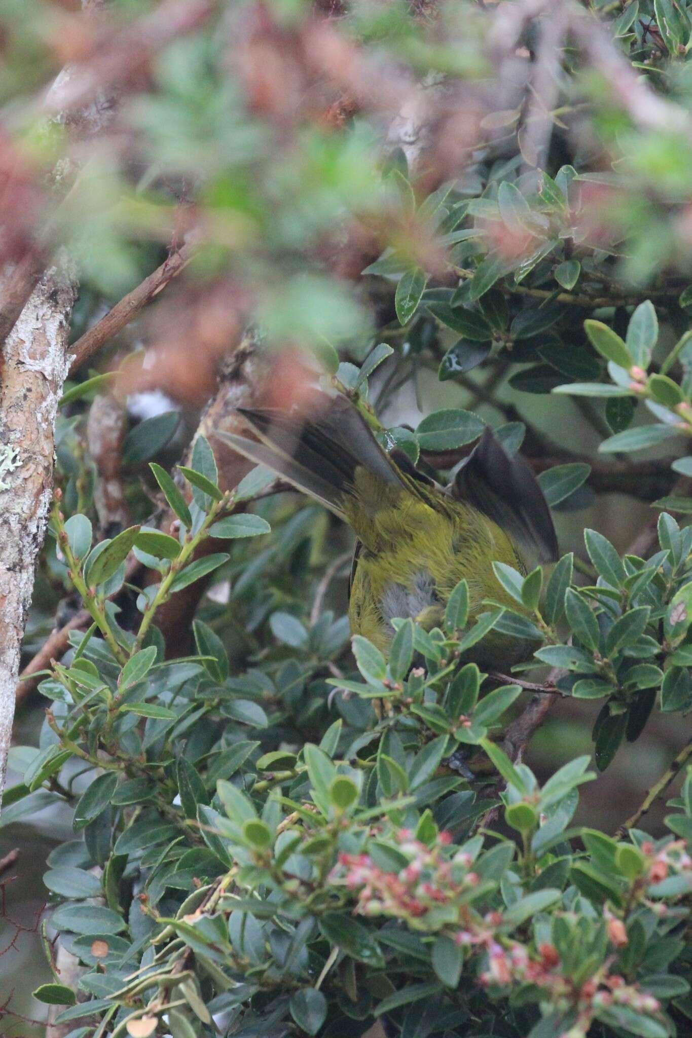 Image of Sooty-capped Bush Tanager