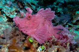 Image of Eschmeyer's scorpionfish