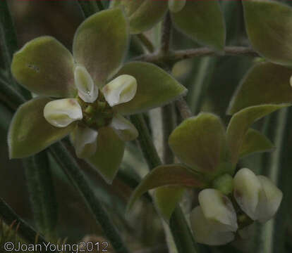 Image of Gomphocarpus tomentosus Burch.