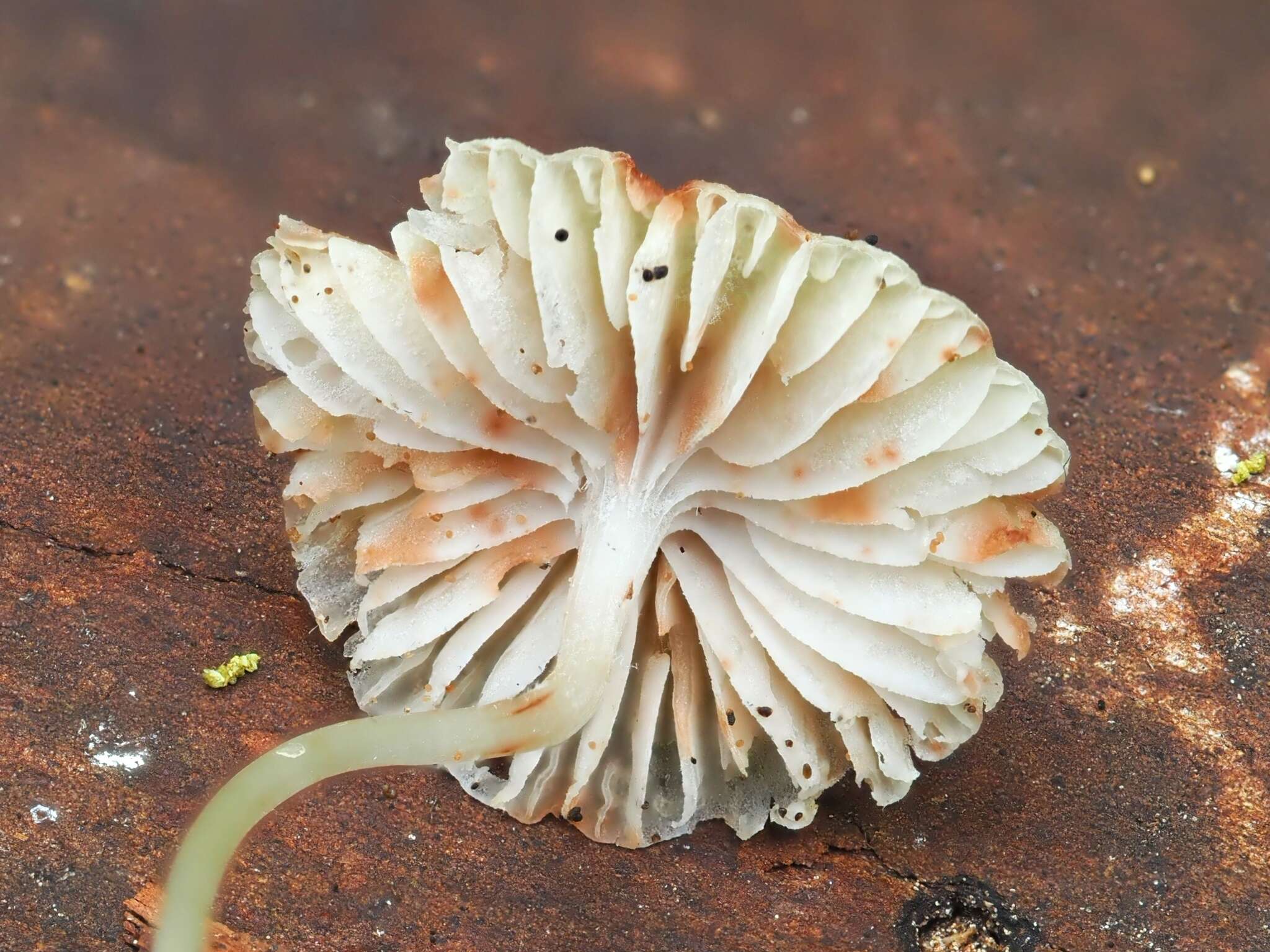 Image of Reddish spotted mycena