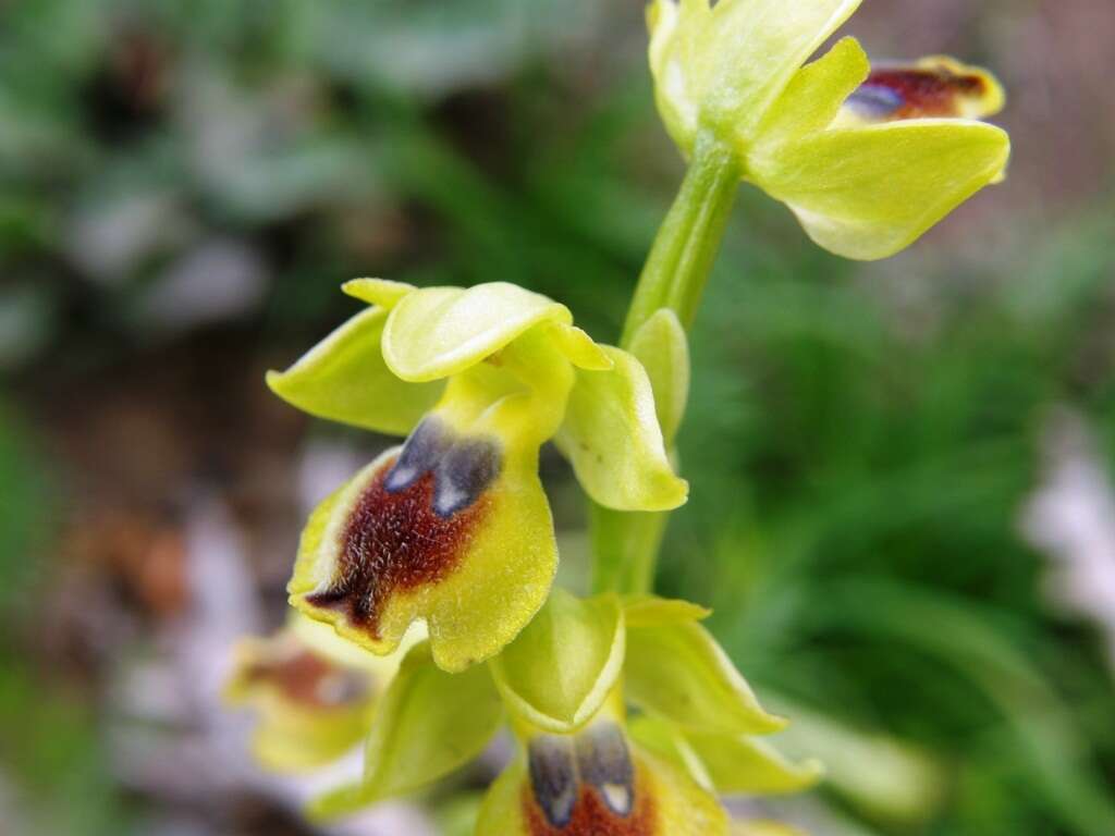 Image of Ophrys battandieri E. G. Camus