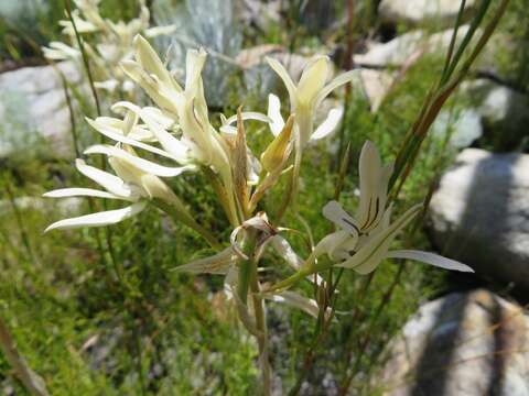 Image of Disa harveyana subsp. longicalcarata S. D. Johnson & H. P. Linder