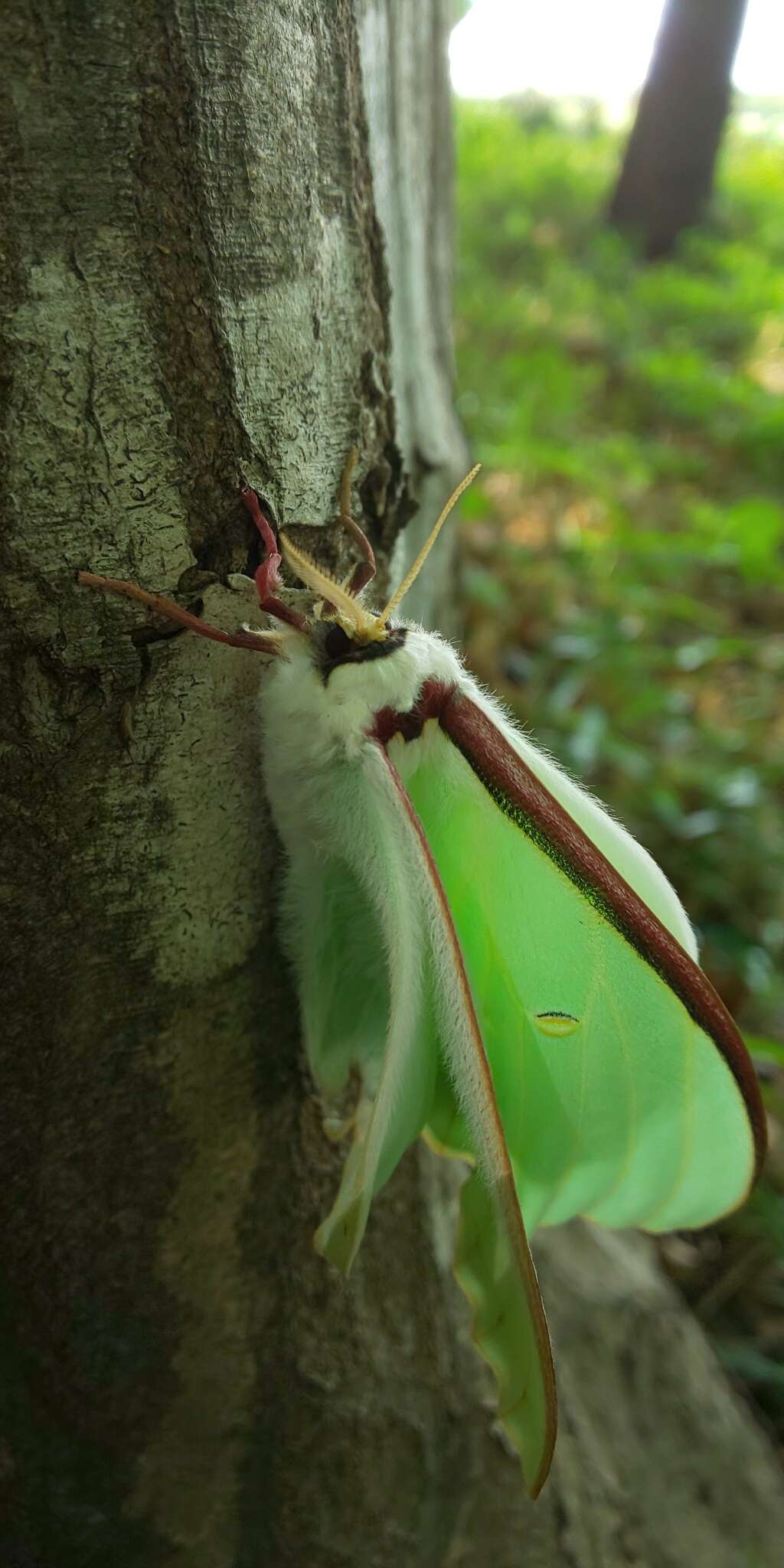 Image of Actias aliena (Butler 1879)